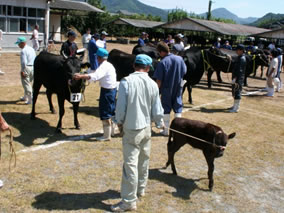 肉用牛、養豚、養鶏