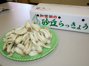 砂丘らっきょう