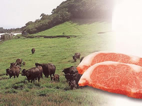 肉牛