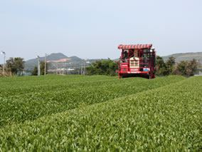 茶業部門